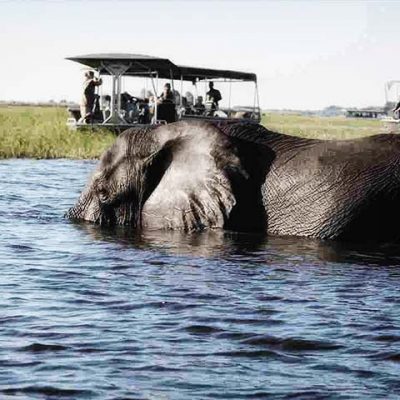 chobe_0008s_0004_Africa-Botswana-elepant-swimming-pax